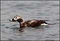 _0SB9130 long-tailed duck
